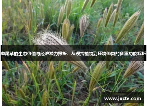 虎尾草的生态价值与经济潜力探析:从观赏植物到环境修复的多重功能解析 虎尾草的生态价值与经济潜力探析:从观赏植物到环境修复的多重功能解析